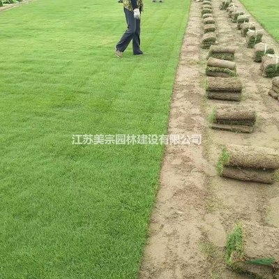 果岭草草坪价格_果岭草草坪图片_果岭草草坪基地