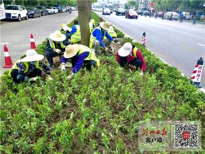 市园林绿化中心对城区缺株和受损植物治“斑秃”提颜值