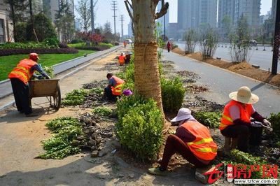 荆河东路景观施工火热推进