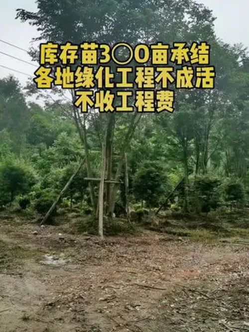 绿化工程 先宵库存苗圃后种植施工绿化工程,成活才收费 园林绿化 诚信苗木人 园林绿化工程苗木人 大量供应绿化苗木供应